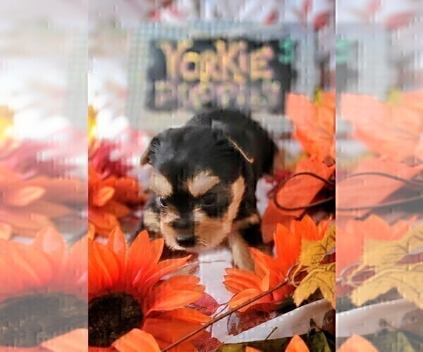 Medium Photo #93 Yorkshire Terrier Puppy For Sale in AKRON, OH, USA
