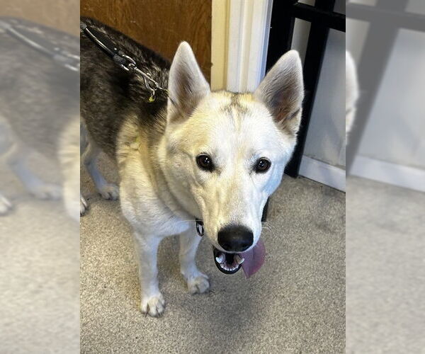 Medium Photo #1 Siberian Husky Puppy For Sale in Alameda, CA, USA