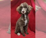 Small Photo #1 Cockapoo (Miniature) Puppy For Sale in WOOSTER, OH, USA