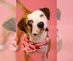 Small #6 American Staffordshire Terrier Mix