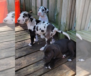 Great Dane Puppy for sale in GOBLES, MI, USA