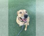 Small Photo #4 Labrador Retriever-Unknown Mix Puppy For Sale in Rockwall, TX, USA