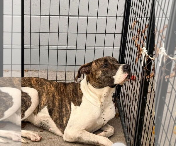 Medium Photo #4 American Staffordshire Terrier-Great Dane Mix Puppy For Sale in Foristell, MO, USA