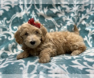Goldendoodle (Miniature) Puppy for sale in LAKELAND, FL, USA