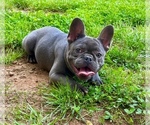Small Photo #1 French Bulldog Puppy For Sale in COVINGTON, GA, USA