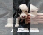 Small Photo #1 Old English Sheepdog Puppy For Sale in ELLENBORO, NC, USA