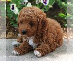 Small Photo #3 Poodle (Miniature) Puppy For Sale in MYERSTOWN, PA, USA