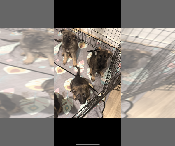 Medium Photo #6 German Shepherd Dog Puppy For Sale in PERU, ME, USA