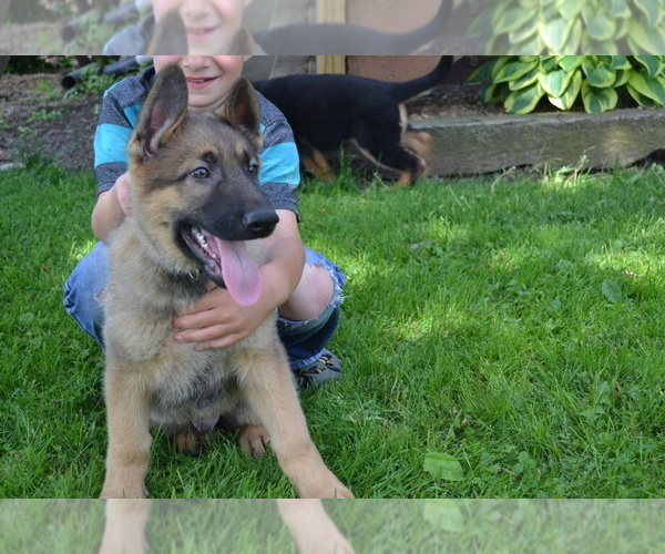 Medium Photo #4 German Shepherd Dog Puppy For Sale in GREENWOOD, WI, USA