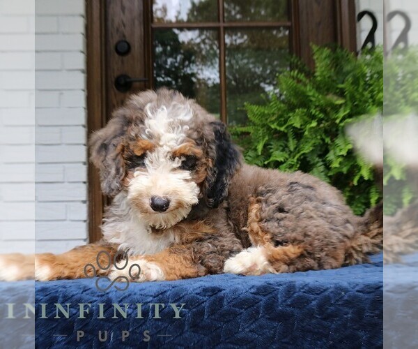 Medium Photo #2 Bernedoodle (Miniature) Puppy For Sale in NARVON, PA, USA