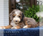 Small #1 Bernedoodle (Miniature)