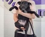 Small #2 Mutt