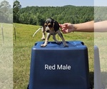 Puppy 6 Bluetick Coonhound-Treeing Walker Coonhound Mix