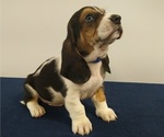 Small Photo #3 Basset Hound Puppy For Sale in SODDY DAISY, TN, USA