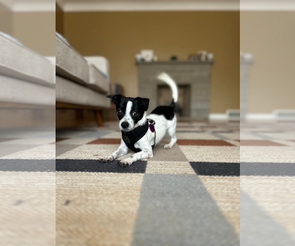 Medium Photo #1 Chihuahua Puppy For Sale in St. Louis Park, MN, USA