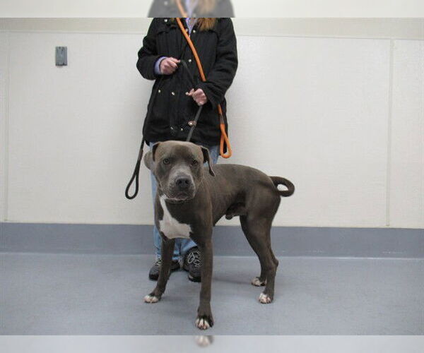 Medium Photo #1 American Bulldog-Unknown Mix Puppy For Sale in Louisville, KY, USA