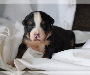 Bernese Mountain Dog Puppy for sale in FREDERICKSBG, OH, USA
