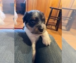 Small Photo #6 Jack Russell Terrier Puppy For Sale in BOISE, ID, USA