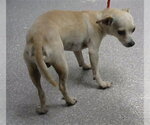 Small Chihuahua Mix