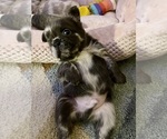 Puppy Puppy 2 French Bulldog