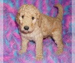 Small #3 Labradoodle mix (+ Poodle Standard)