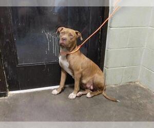 Mutt Dogs for adoption in Tulsa, OK, USA