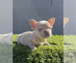 Small Photo #5 French Bulldog Puppy For Sale in CHATTANOOGA, TN, USA