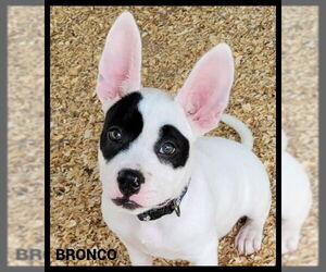 Mutt Dogs for adoption in Granbury, TX, USA
