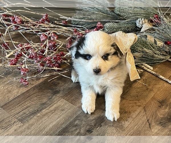 Medium Photo #1 Miniature Australian Shepherd Puppy For Sale in WEST PLAINS, MO, USA