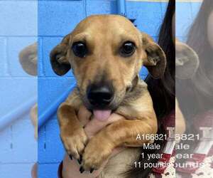 Dachshund-Unknown Mix Dogs for adoption in Calgary, Alberta, Canada