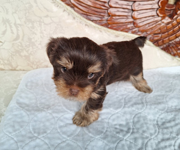 Medium Photo #1 Yorkshire Terrier Puppy For Sale in SAN ANTONIO, TX, USA