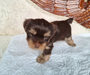 Medium Yorkshire Terrier