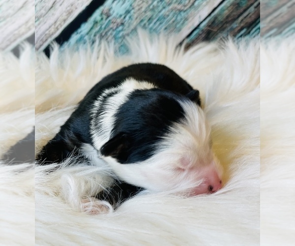 Medium Photo #4 Miniature Australian Shepherd Puppy For Sale in OPELIKA, AL, USA