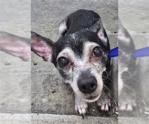 Chihuahua-Unknown Mix Dogs for adoption in San Bernardino, CA, USA