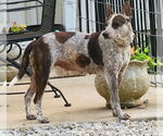 Small Photo #4 Mutt Puppy For Sale in Lee's Summit, MO, USA