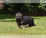 Small Photo #19 German Shepherd Dog Puppy For Sale in FOREST GROVE, OR, USA