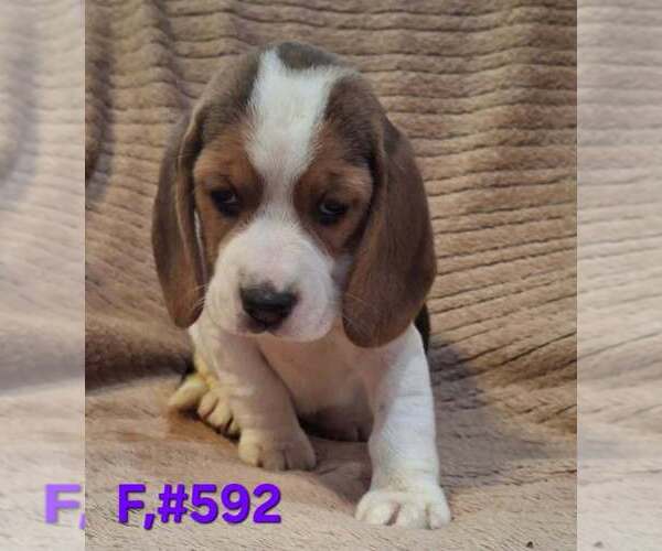 Medium Photo #1 Beagle Puppy For Sale in CENTRALIA, WA, USA