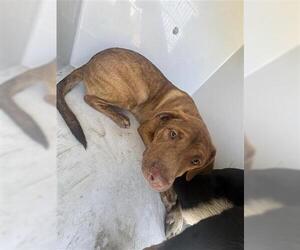 American Pit Bull Terrier-Unknown Mix Dogs for adoption in Houston, TX, USA