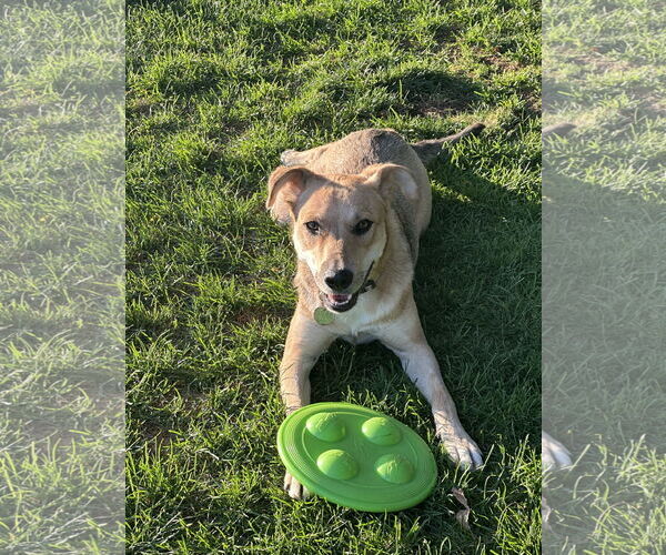 Medium Photo #7 Mutt Puppy For Sale in Sandy, UT, USA