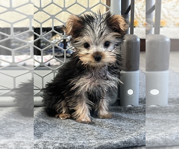 Medium Photo #3 Yorkshire Terrier Puppy For Sale in MARTINSVILLE, IN, USA