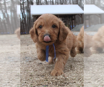 Small Photo #4 Goldendoodle (Miniature) Puppy For Sale in EFLAND, NC, USA