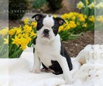 Small Photo #3 Boston Terrier Puppy For Sale in MANHEIM, PA, USA