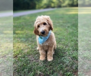 Goldendoodle Puppy for sale in CHESNEE, SC, USA