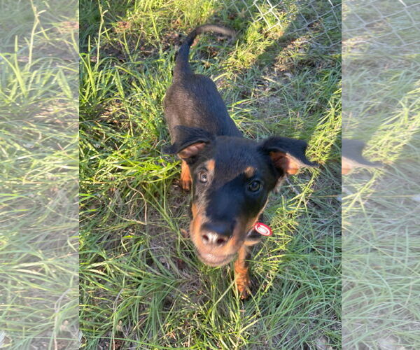 Medium Photo #4 Mutt Puppy For Sale in White Hall, AR, USA