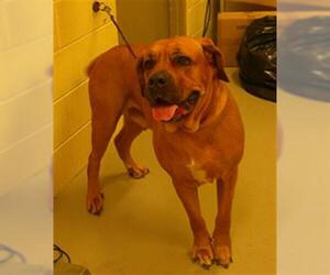 Mastiff-Unknown Mix Dogs for adoption in Sanford, FL, USA