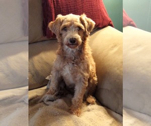 Poodle (Miniature) Dogs for adoption in HOPKINSVILLE/PRINCETON, KY, NH, USA