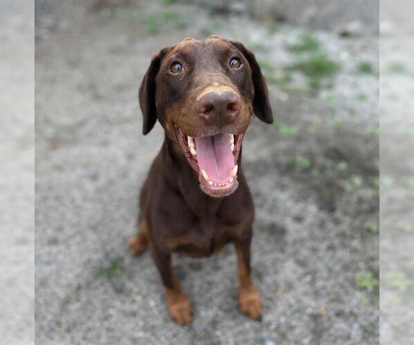 Medium Photo #2 Doberman Pinscher Puppy For Sale in Chula Vista, CA, USA