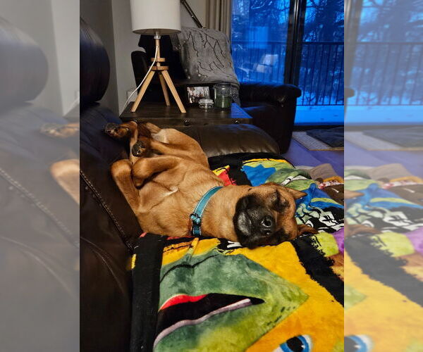 Medium Photo #2 German Shepherd Dog-Unknown Mix Puppy For Sale in Minneapolis, MN, USA