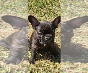 French Bulldog Puppy for sale in RICHMOND, TX, USA