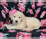 Small Photo #4 Goldendoodle-Poodle (Miniature) Mix Puppy For Sale in KIRKWOOD, PA, USA